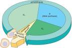 gaskinsanatomy - Cell Cycle diagram