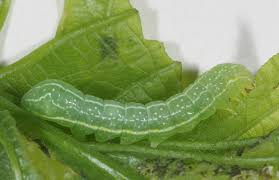 Attēlu rezultāti vaicājumam “Amphipyra”