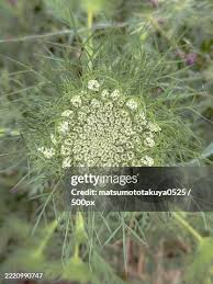 Attēlu rezultāti vaicājumam “Daucus sativus”