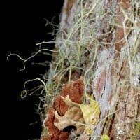 Attēlu rezultāti vaicājumam “Ramalina thrausta”