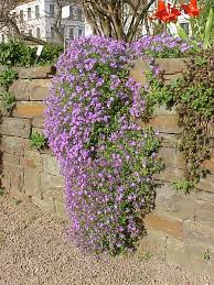 Image result for Aubrieta hybrida (cultorum)