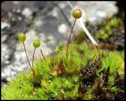 Attēlu rezultāti vaicājumam “Bartramia pomiformis sporophyte”