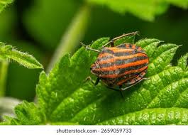 Attēlu rezultāti vaicājumam “Graphosoma lineatum imago”