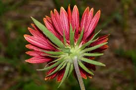Image result for Gaillardia amblyodon