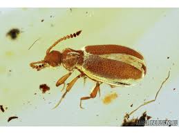 Attēlu rezultāti vaicājumam “Anthicidae”