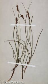 Attēlu rezultāti vaicājumam “Blysmus compressus fruit”