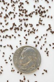 Attēlu rezultāti vaicājumam “Oenothera biennis bud”