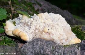 Attēlu rezultāti vaicājumam “Climacocystis borealis”