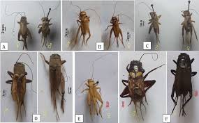 Attēlu rezultāti vaicājumam “Gryllus domesticus”