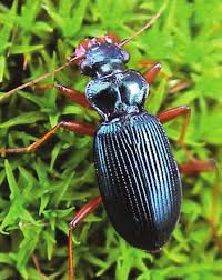 Attēlu rezultāti vaicājumam “Leistus ferrugineus”