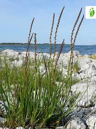 Attēlu rezultāti vaicājumam “Triglochin maritimum flower”