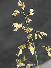 Attēlu rezultāti vaicājumam “Hierochloe odorata flower”