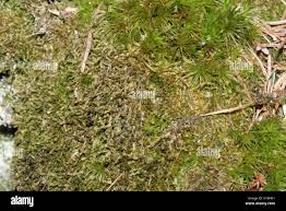 Attēlu rezultāti vaicājumam “Craterium minutum young”