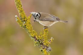 Attēlu rezultāti vaicājumam “Lophophanes cristatus”