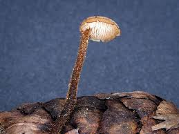 Attēlu rezultāti vaicājumam “Physarum auriscalpium sessile”