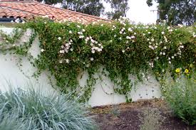 Attēlu rezultāti vaicājumam “Calystegia inflata flower”