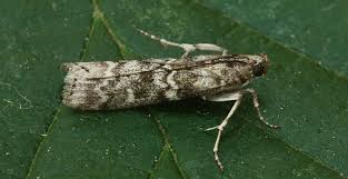 Attēlu rezultāti vaicājumam “Dioryctria abietella”