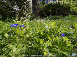 Attēlu rezultāti vaicājumam “Veronica chamaedrys flower”
