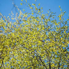 Attēlu rezultāti vaicājumam “Betula pubescens flower”