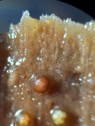 Attēlu rezultāti vaicājumam “Licea testudinacea plasmodium”