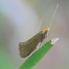 Attēlu rezultāti vaicājumam “Nematopogon sp.”