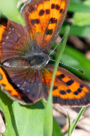 Attēlu rezultāti vaicājumam “Lycaena phlaeas underside”