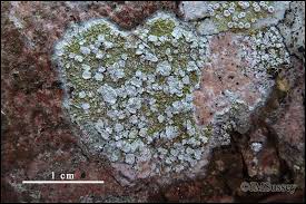 Attēlu rezultāti vaicājumam “Pertusaria albescens”