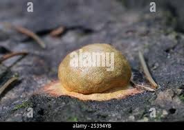 Attēlu rezultāti vaicājumam “Fuligo leviderma plasmodium”