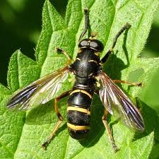 Attēlu rezultāti vaicājumam “Temnostoma vespiforme”