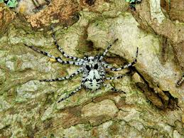 Attēlu rezultāti vaicājumam “Philodromus sp.”