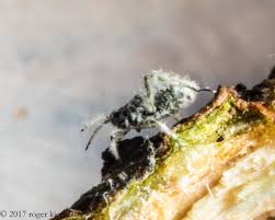 Attēlu rezultāti vaicājumam “Schizolachnus pineti”