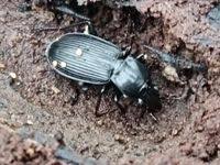 Attēlu rezultāti vaicājumam “Pterostichus niger”