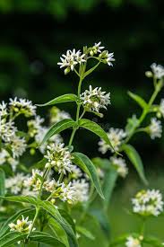 Attēlu rezultāti vaicājumam “Vincetoxicum hirundinaria leaf”