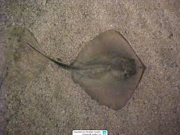 Image result for Dipturus laevis