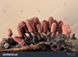 Attēlu rezultāti vaicājumam “Arcyria denudata stalked”