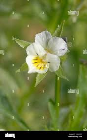 Attēlu rezultāti vaicājumam “Viola arvensis bud”