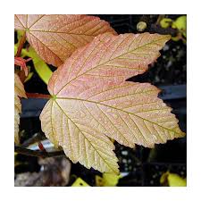 Attēlu rezultāti vaicājumam “Acer pseudoplatanus fo. purpurascens leaf”