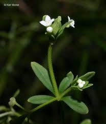 Attēlu rezultāti vaicājumam “Galium elongatum leaf”