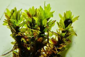 Attēlu rezultāti vaicājumam “Encalypta streptocarpa”