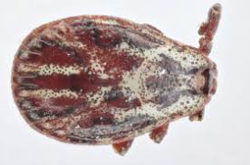 Attēlu rezultāti vaicājumam “Dermacentor reticulatus female”