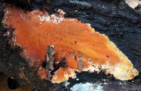 Attēlu rezultāti vaicājumam “Ceriporia”