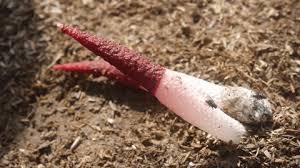 Attēlu rezultāti vaicājumam “Mutinus ravenelii”