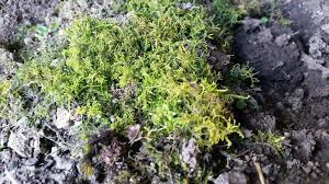 Attēlu rezultāti vaicājumam “Dichodontium pellucidum sporophyte”