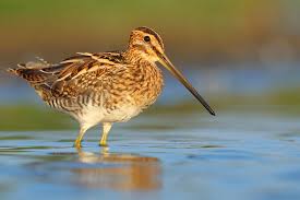 Attēlu rezultāti vaicājumam “Gallinago gallinago”