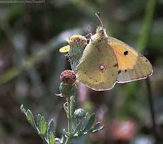 Attēlu rezultāti vaicājumam “Colias croceus underside”