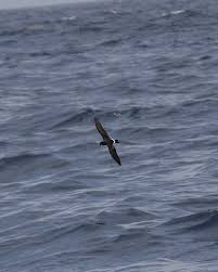 Image result for Oceanodroma castro