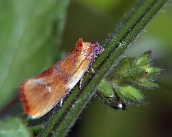 Attēlu rezultāti vaicājumam “Eulia ministrana”