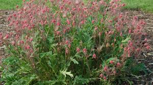 Attēlu rezultāti vaicājumam “Geum x intermedium”