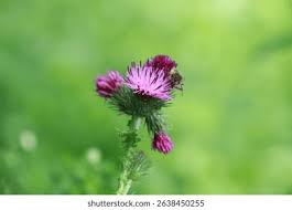 Attēlu rezultāti vaicājumam “Carduus crispus leaf”