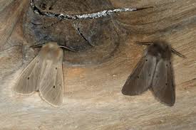 Attēlu rezultāti vaicājumam “Diaphora mendica”